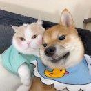 木