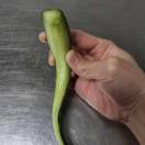 cucumber snake