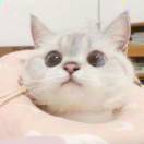 悟無斋