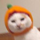 屿