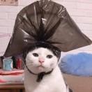 猫吃橘