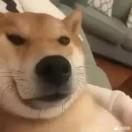 辉耀星河