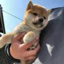 耿直
