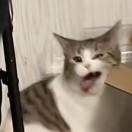 慕声
