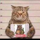 猫性丶