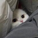 猫系一寡°