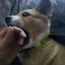 风烛