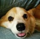 恒拉夫🐶