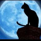 夜行的黑猫