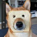 面包狗