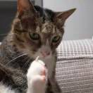蜂蜜柚子猹