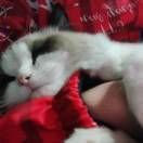 爱吃萝卜爱吃菜