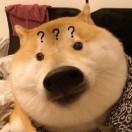 哦嚯