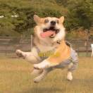 耶苏
