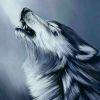 Gray Wolf