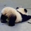 子非鱼