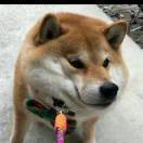 木子