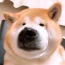 肥苗苗(点赞必回)