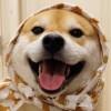 山枫叶