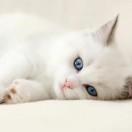 猫猫