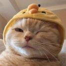 明天养只猫