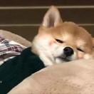 小来爱玩躲猫猫