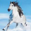 つ微凉徒眸意浅挚半