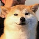 不是