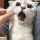 大迷糊