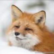 一只安详的狐狸
