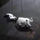 粉色胖海星