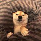百毒不侵