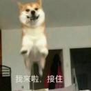 香狗