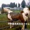 大保壁