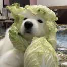 vegetable dog