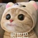 笨鼠