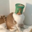 千叶