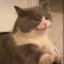 ᥬ🤪᭄