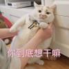 阿小佳