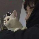 茶