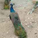 梦醒处，泪染颊