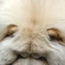 超仔