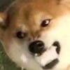 哦