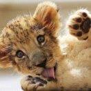 Jay、🦁狮子