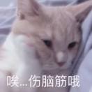 豚今天也好困