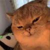 暖炉猫
