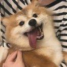 橙橙子