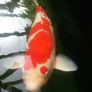 不朽的花火