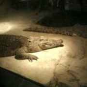 重庆展家特装巡展活动