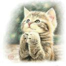 祈祷的猫